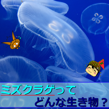 ミズクラゲ解説記事　サムネイル画像